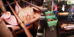 Beitragsbild des Blogbeitrags Kastration, abgeschliffene Zähne und Kastenstände – traurige Realität der Schweinezucht | VGT Österreich