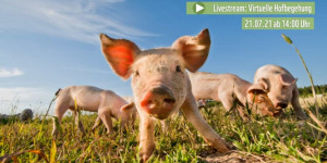 Beitragsbild des Blogbeitrags Virtuelle Hofbegehung – Live | WWF Deutschland