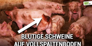 Beitragsbild des Blogbeitrags Blutige Schweine – die Folgen des Vollspaltenbodens | VGT Österreich