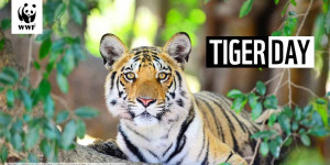 Beitragsbild des Blogbeitrags Global Tiger Day 2021 | WWF Österreich
