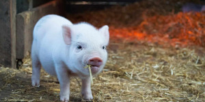 Beitragsbild des Blogbeitrags Schweine sind sensible Individualisten mit sozialem Gemüt 