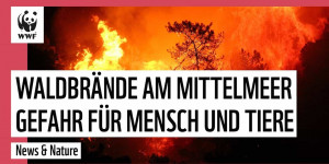 Beitragsbild des Blogbeitrags Waldbrände in Italien, Griechenland und Türkei – ihr könnt helfen | WWF Deutschland | WWF Deutschland 