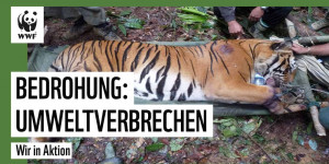 Beitragsbild des Blogbeitrags Wilderei, illegale Fischerei und Mining | WWF Deutschland