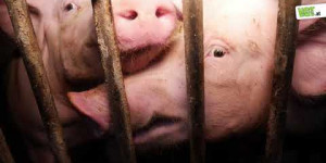 Beitragsbild des Blogbeitrags Mehr als 2000 Schweine leiden auf Vollspaltenboden! | VGT Österreich