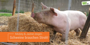 Beitragsbild des Blogbeitrags Mickey & Jackie zeigen: Schweine brauchen Stroh! | VGT Österreich 