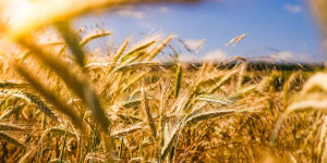 Beitragsbild des Blogbeitrags Nachfrage nach Bio-Lebensmitteln in Ö auf Rekordhoch 