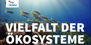 Beitragsbild des Blogbeitrags #NaturinNot: Die biologische Vielfalt in Gefahr | Naturschutzbund Deutschland