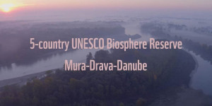 Beitragsbild des Blogbeitrags Anerkennung des weltweit ersten 5-Länder Biosphärenpark Mur-Drau-Donau – Amazon of Europe | WWF Österreich 