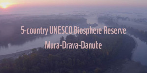 Beitragsbild des Blogbeitrags Anerkennung des weltweit ersten 5-Länder Biosphärenpark Mur-Drau-Donau – Amazon of Europe | WWF Österreich