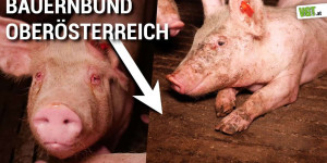 Beitragsbild des Blogbeitrags Schweine-Leid beim Bauernbund Oberösterreich! | VGT Österreich
