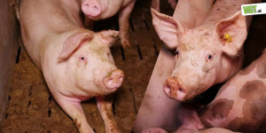 Beitragsbild des Blogbeitrags Das ist die Schweinehaltung in Oberösterreich! | VGT Österreich 