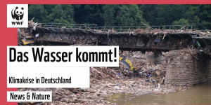 Beitragsbild des Blogbeitrags Das Wasser kommt. Klimawandel in Deutschland. | WWF Deutschland
