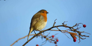Beitragsbild des Blogbeitrags Tipps zum Vogelschutz in der Stadt und am Land