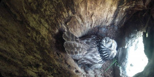 Beitragsbild des Blogbeitrags Habichtskauz im Wienerwald: 26 Küken in 10 Jahren