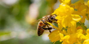 Beitragsbild des Blogbeitrags Für Bienen: Über eine Million Europäer*Innen gegen Pestizide