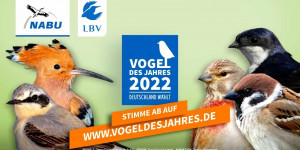 Beitragsbild des Blogbeitrags Vogel des Jahres 2022: Die fünf Kandidaten im Check | Naturschutzbund Deutschland