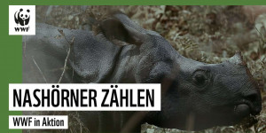 Beitragsbild des Blogbeitrags Nach Fast-Ausrottung: Zahl der Nashörner in Nepal steigt! | WWF Deutschland 