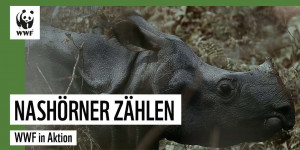 Beitragsbild des Blogbeitrags Nach Fast-Ausrottung: Zahl der Nashörner in Nepal steigt! | WWF Deutschland