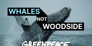 Beitragsbild des Blogbeitrags Wählen Sie Wale, nicht Woodside | JETZT HANDELN, um schmutziges Scarborough-Gas zu stoppen | Greenpeace Australien