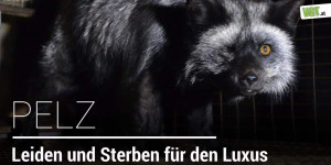 Beitragsbild des Blogbeitrags Warum kein Mensch mehr Pelz tragen sollte | VGT Österreich 