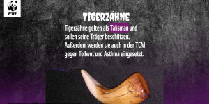 Beitragsbild des Blogbeitrags Eine Gruselgeschichte, die leider wahr ist… | WWF Österreich