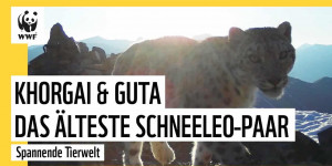 Beitragsbild des Blogbeitrags Schneeleoparden-Liebe: Zehn Jahre ein Paar | WWF Deutschland