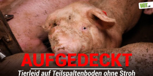 Beitragsbild des Blogbeitrags Schweine leiden ohne Stroh! | VGT Österreich 
