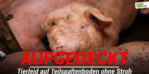 Beitragsbild des Blogbeitrags Schweine leiden ohne Stroh! | VGT Österreich