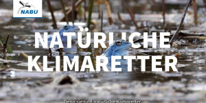 Beitragsbild des Blogbeitrags #NaturInNot : Natürliche Klimaretter schützen | Naturschutzbund Deutschland