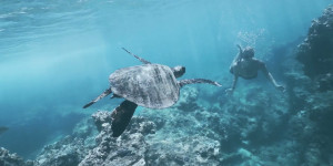 Beitragsbild des Blogbeitrags E-Mail an Woodside, um Tiefsee-Gasbohrungen in den kostbaren Ozeanen Westaustraliens einzustellen | Greenpeace Australien