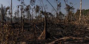 Beitragsbild des Blogbeitrags Abholzungsrate im Amazonas am höchsten seit 2006 | Greenpeace int. 