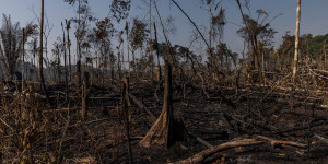 Beitragsbild des Blogbeitrags Abholzungsrate im Amazonas am höchsten seit 2006 | Greenpeace int.