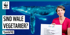 Beitragsbild des Blogbeitrags Sind Wale Vegetarier? Autocomplete Challenge mit Meeresschutz-Expertin Heike Vesper #pandafaq | WWF Deutschland 