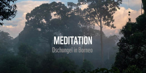 Beitragsbild des Blogbeitrags Meditation & Achtsamkeit: Dschungel in Borneo | WWF Deutschland