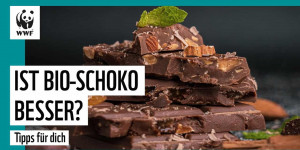 Beitragsbild des Blogbeitrags Schokolade: Ist bio wirklich besser? | WWF Deutschland 