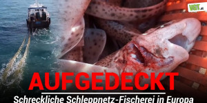 Beitragsbild des Blogbeitrags Aufgedeckt: Grausame Schleppnetz-Fischerei auf schwimmenden Schlachtfabriken | VGT Österreich