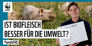 Beitragsbild des Blogbeitrags Ist Biofleisch besser für die Umwelt? #pandaFAQ mit Michael, Experte für Nachhaltige Landwirtschaft | WWF Deutschland 