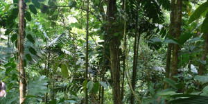 Beitragsbild des Blogbeitrags Studie: Tropenwälder regenerieren schneller als gedacht 