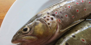 Beitragsbild des Blogbeitrags 5 gute Gründe für die Reduktion von Fischkonsum