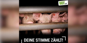Beitragsbild des Blogbeitrags ECI: Deine Stimme zählt! Jetzt mitmachen! – Gasbetäubung verbieten | VGT Österreich 