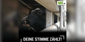 Beitragsbild des Blogbeitrags ECI: Deine Stimme zählt! Jetzt mitmachen! – Tiertransporte stoppen | VGT Österreich 