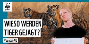 Beitragsbild des Blogbeitrags Warum Tiger schützen? #PandaFAQ mit unser Tiger-Expertin Kathrin Samson #JahrdesTigers | WWF Deutschland 