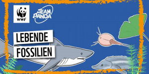 Beitragsbild des Blogbeitrags Was sind lebende Fossilien?! | WWF Österreich