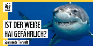 Beitragsbild des Blogbeitrags Weißer Hai – spannende Begegnungen #animals #greatwhiteshark | WWF Deutschland 