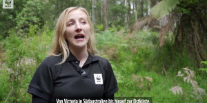 Beitragsbild des Blogbeitrags Das Koala Genom Projekt in Australien | WWF Österreich