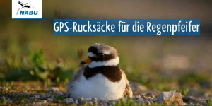 Beitragsbild des Blogbeitrags GPS-Rucksäcke für die Regenpfeifer – Erfolgsmeldung aus einem NABU-Spendenprojekt | Naturschutzbund Deutschland 