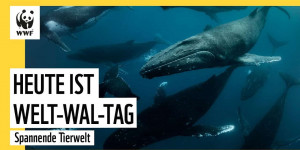 Beitragsbild des Blogbeitrags Wieso sterben Wale? | WWF Deutschland