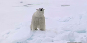 Beitragsbild des Blogbeitrags 5 Fakten – Darum sind Eisbären einzigartig | WWF Österreich 