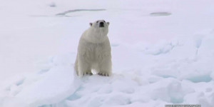 Beitragsbild des Blogbeitrags 5 Fakten – Darum sind Eisbären einzigartig | WWF Österreich