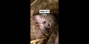 Beitragsbild des Blogbeitrags ✨ Happy World Pangolin Day! ✨ Fakten über die Schuppentiere #Weltschuppentiertag #pangolin #natur | WWF Deutschland